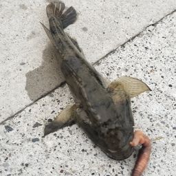 ウロハゼ