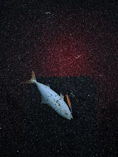 ワカシの釣果