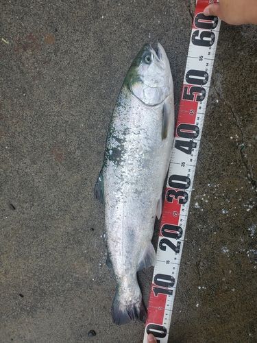 ギンザケの釣果