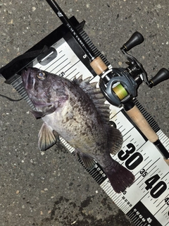 クロソイの釣果
