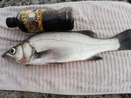 ヒラスズキの釣果