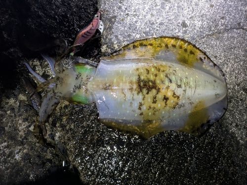 アオリイカの釣果