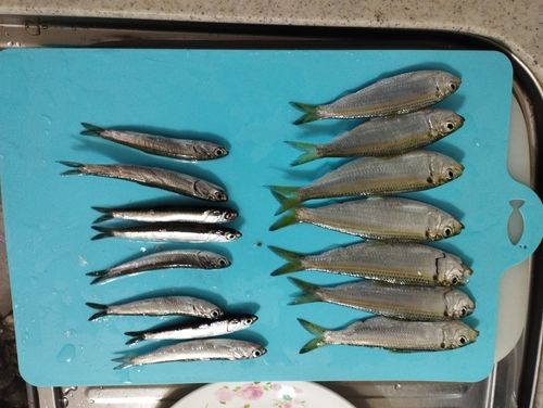 サッパの釣果