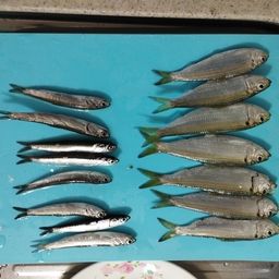 サッパ