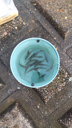 ウグイの釣果