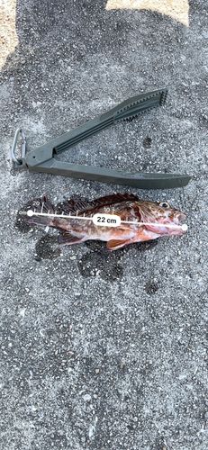 ガシラの釣果