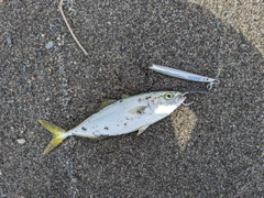 ワカシの釣果