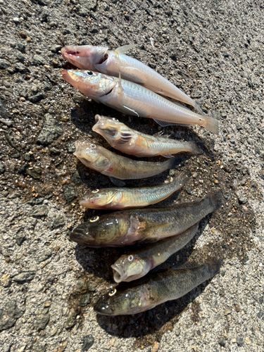 シロギスの釣果