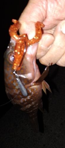 アコウの釣果