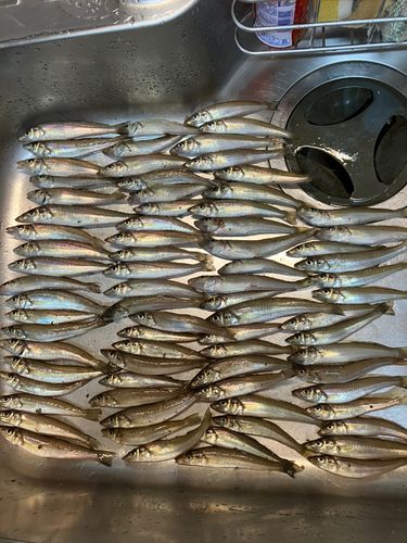 キスの釣果