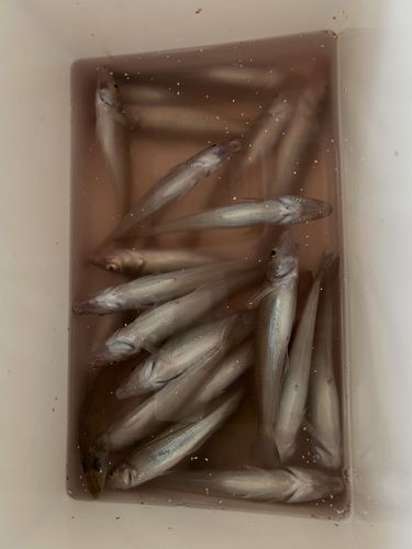 キスの釣果