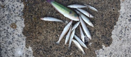 シロギスの釣果