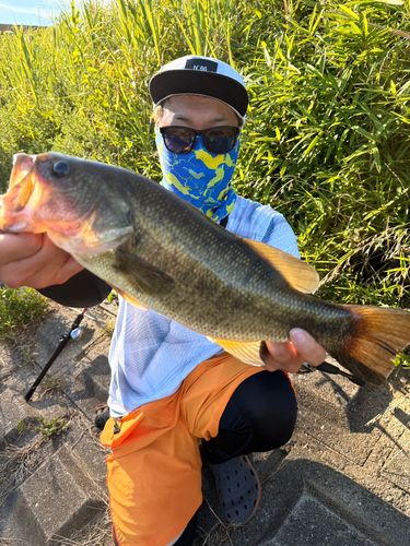 ラージマウスバスの釣果