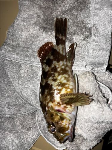 カサゴの釣果