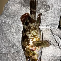 カサゴ