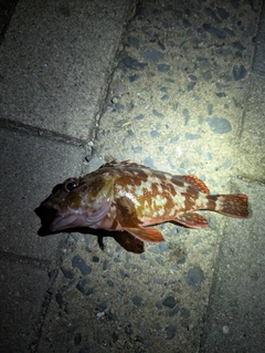 カサゴの釣果