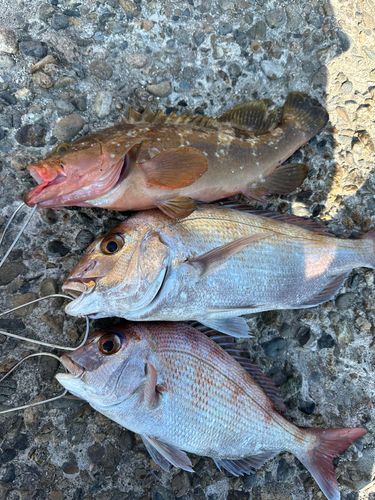 アコウの釣果