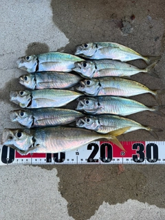 アジの釣果
