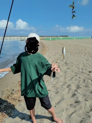 キスの釣果