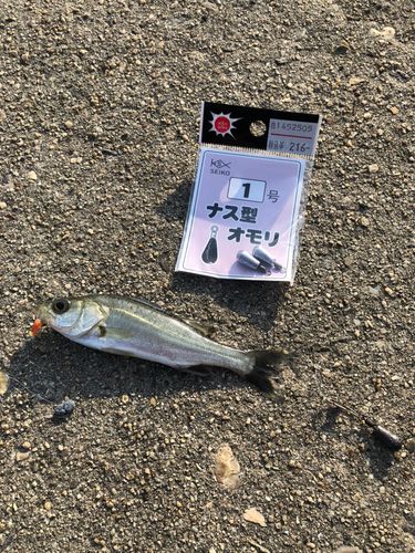 セイゴ（ヒラスズキ）の釣果