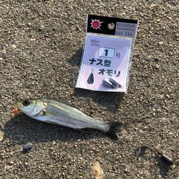 セイゴ（ヒラスズキ）