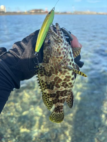 イシミーバイの釣果