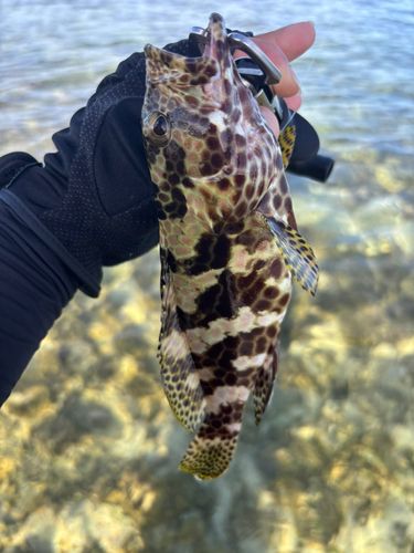イシミーバイの釣果