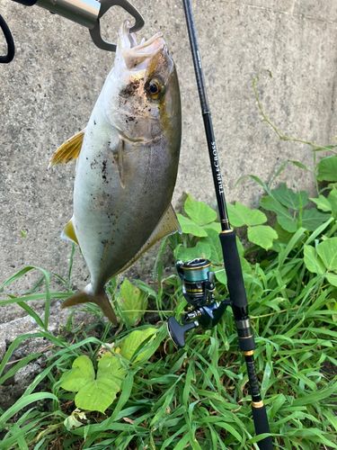 ネリゴの釣果