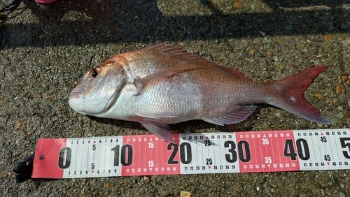 マダイの釣果