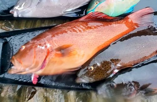 スジアラの釣果
