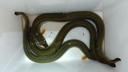 ウナギの釣果