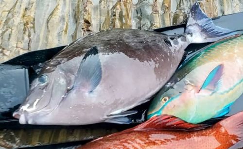ニザダイの釣果