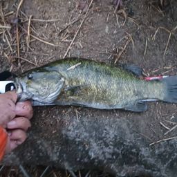 スモールマウスバス