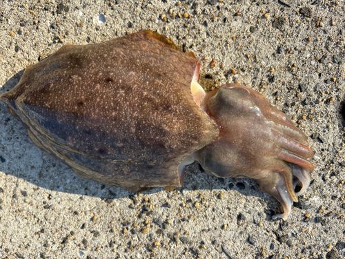 コウイカの釣果