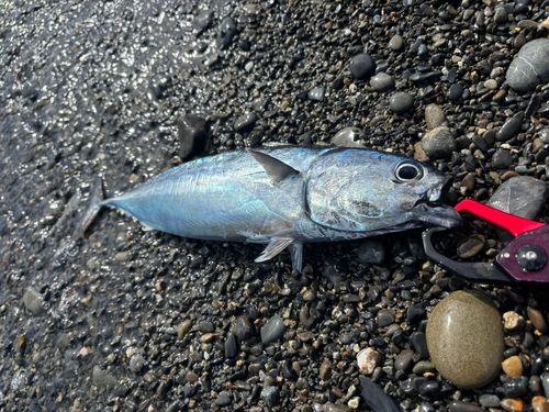 マルソウダの釣果