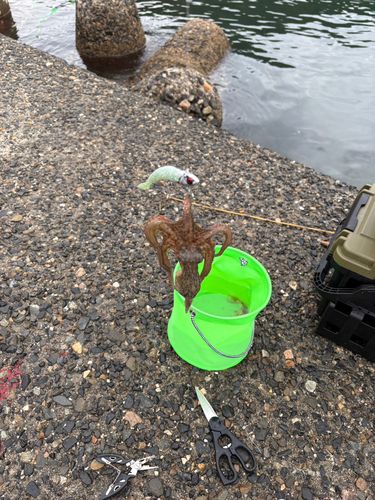 タコの釣果