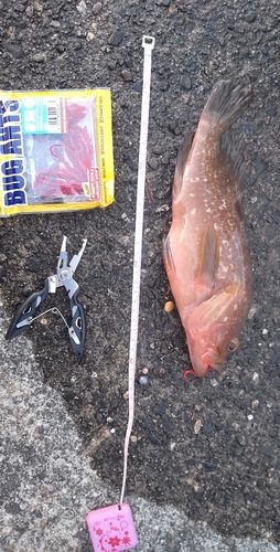 釣果