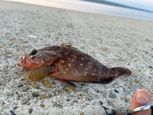 キジハタの釣果