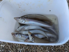 キスの釣果