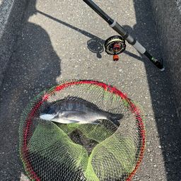クロダイ