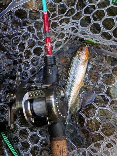 カワムツの釣果