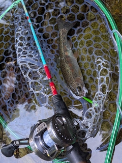 ニジマスの釣果