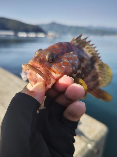 キジハタの釣果