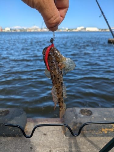 ハゼの釣果