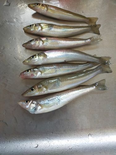 キスの釣果