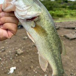 ブラックバス