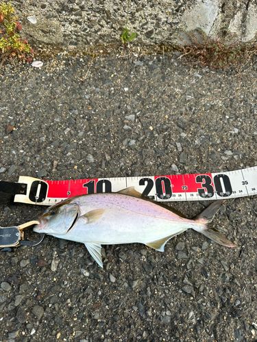 ネリゴの釣果
