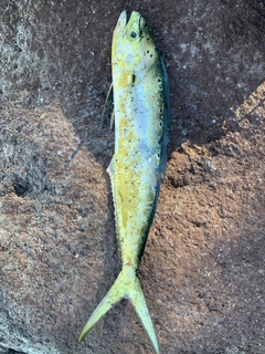 シイラの釣果