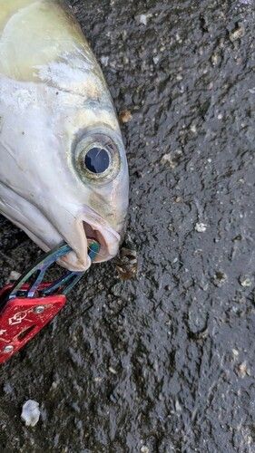 ボラの釣果