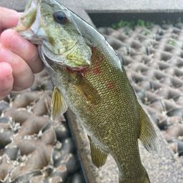 スモールマウスバス